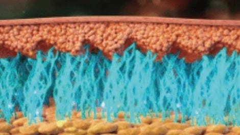 Layered skin illustration with a dense blue fibre network above yellow tissue.